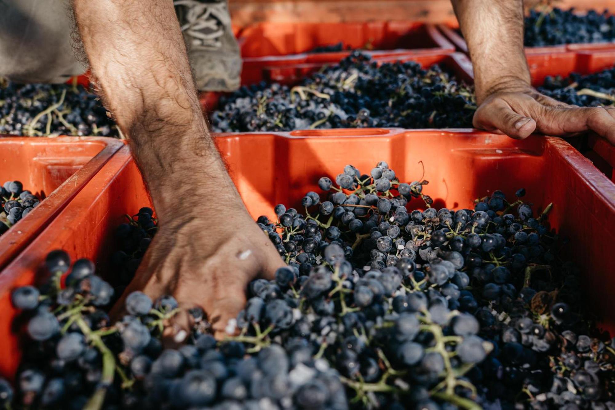 Il Querciolo - Azienda Biologica, Agriturismo E Cantina Marciano della Chiana Exterior foto