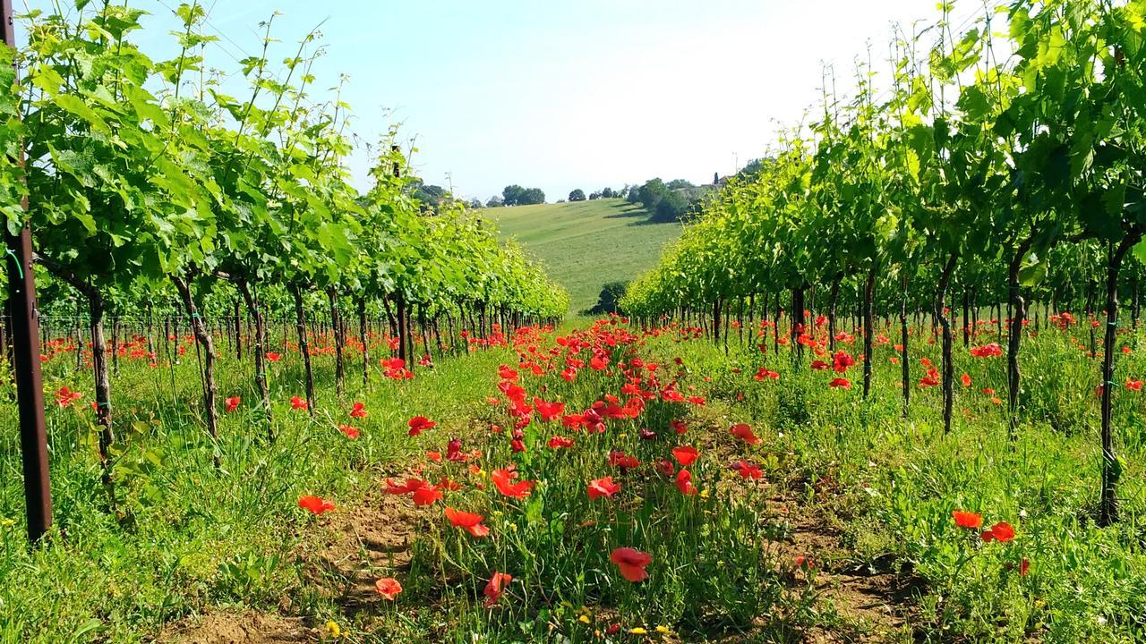 Il Querciolo - Azienda Biologica, Agriturismo E Cantina Marciano della Chiana Exterior foto